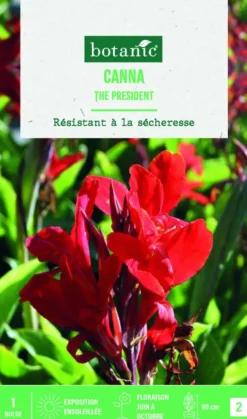 Bulbe de fleurs Canna Indica The President botanic® - 1 bulbe