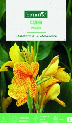 Bulbe de fleurs Canna Indica Picasso botanic® - 1 bulbe