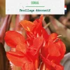 Bulbe de fleurs Canna nain Corail botanic® - 1 bulbe