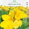 Bulbe de fleurs Canna nain Salsa botanic® - 1 bulbe