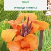 Bulbe de fleurs Canna Panach botanic® - 1 bulbe