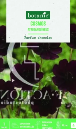 Bulbe de fleurs Cosmos Atrosanguineus botanic® - 1 bulbe