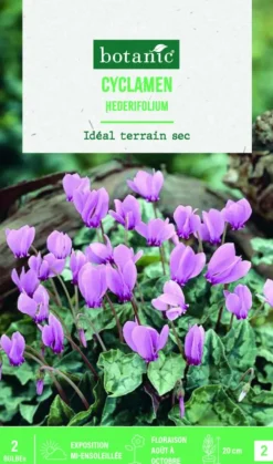 Bulbe de fleurs Cyclamen hederifolium botanic® - 2 bulbes