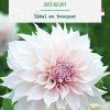 Bulbe de fleurs Dahlia décoratif Café au lait bio botanic® - 1 bulbe