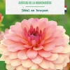 Bulbe de fleurs Dahlia décoratif Château de la Bourdaisière bio botanic® - 1 bulbe