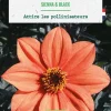 Bulbe de fleurs Dahlia nain simple Sienna & Black bio botanic® - 1 bulbe