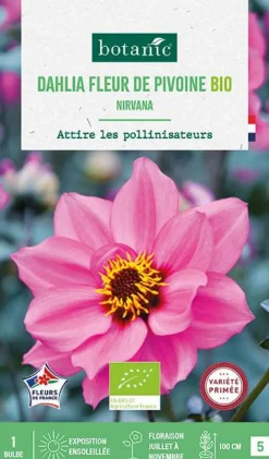 Bulbe de fleurs Dahlia nain simple Nirvana bio botanic® - 1 bulbe