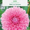 Bulbe de fleurs Dalhia balle Sandra botanic® - 1 bulbe