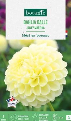 Bulbe de fleurs Dalhia balle Jowey Martina botanic® - 1 bulbe