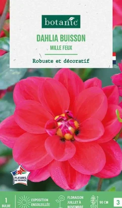 Bulbe de fleurs Dalhia buisson Mille Feux botanic® - 1 bulbe