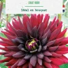 Bulbe de fleurs Dalhia cactus Chat noir botanic® - 1 bulbe