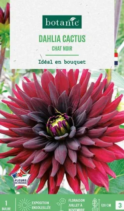 Bulbe de fleurs Dalhia cactus Chat noir botanic® - 1 bulbe