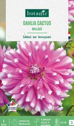 Bulbe de fleurs Dalhia cactus Ballade botanic® - 1 bulbe