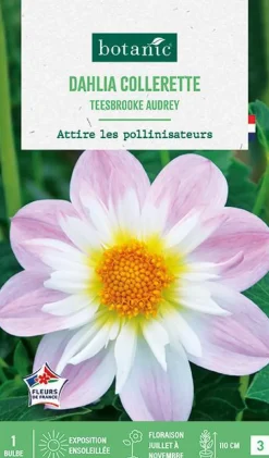 Bulbe de fleurs Dalhia collerette Teesbrooke Audrey botanic® - 1 bulbe