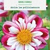 Bulbe de fleurs Dalhia collerette Bumble Rumble botanic® - 1 bulbe