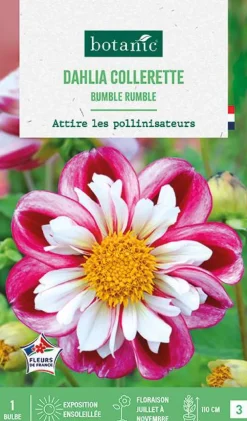 Bulbe de fleurs Dalhia collerette Bumble Rumble botanic® - 1 bulbe