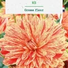 Bulbe de fleurs Dalhia décoratif Neo botanic® - 1 bulbe