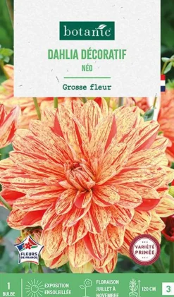 Bulbe de fleurs Dalhia décoratif Neo botanic® - 1 bulbe