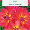 Bulbe de fleurs Dalhia décoratif nain Tricolor botanic® - 1 bulbe