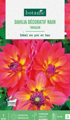 Bulbe de fleurs Dalhia décoratif nain Tricolor botanic® - 1 bulbe