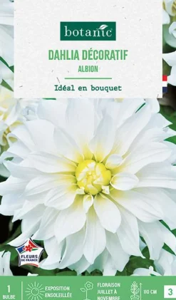 Bulbe de fleurs Dalhia décoratif Albion botanic® - 1 bulbe