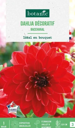 Bulbe de fleurs Dalhia décoratif Bacchanal botanic® - 1 bulbe