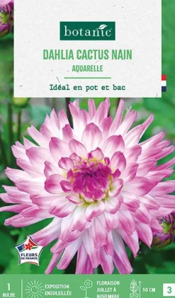 Bulbe de fleurs Dalhia décoratif cactus nain aquarelle botanic® - 1 bulbe