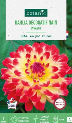 Bulbe de fleurs Dalhia décoratif nain Dynastie botanic® - 1 bulbe