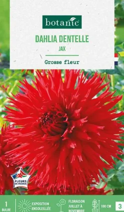 Bulbe de fleurs Dalhia dentelle Jax botanic® - 1 bulbe