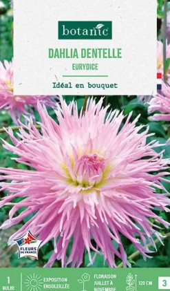 Bulbe de fleurs Dalhia dentelle Eurydice botanic® - 1 bulbe