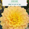 Bulbe de fleurs Dalhia nain double Vendée Globe botanic® - 1 bulbe