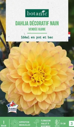 Bulbe de fleurs Dalhia nain double Vendée Globe botanic® - 1 bulbe