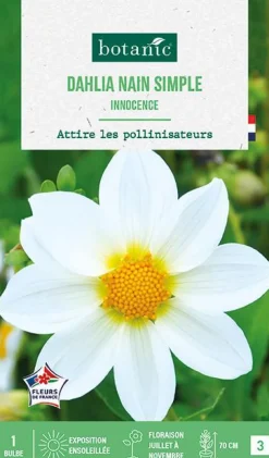 Bulbe de fleurs Dalhia nain simple Innocence botanic® - 1 bulbe