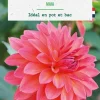 Bulbe de fleurs Dalhia nain double nain Maia botanic® - 1 bulbe