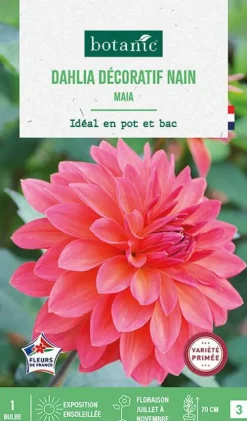 Bulbe de fleurs Dalhia nain double nain Maia botanic® - 1 bulbe