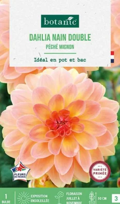 Bulbe de fleurs Dalhia nain double Péché mignon botanic® - 1 bulbe