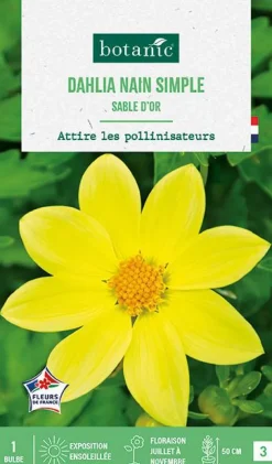 Bulbe de fleurs Dalhia nain simple Sable d’or botanic® - 1 bulbe