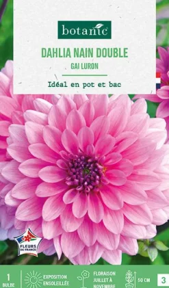 Bulbe de fleurs Dalhia nain double Gai luron botanic® - 1 bulbe