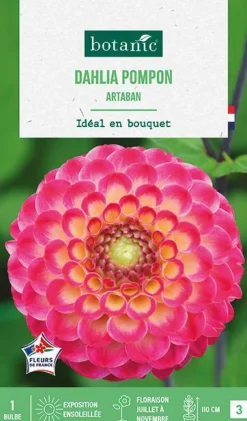 Bulbe de fleurs Dalhia pompon Artaban botanic® - 1 bulbe