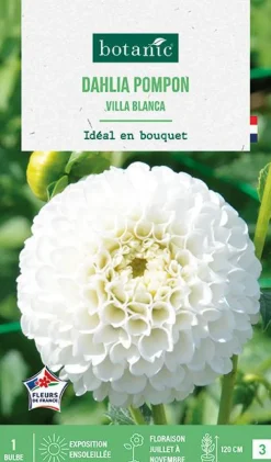 Bulbe de fleurs Dalhia pompon Villa Blanca botanic® - 1 bulbe