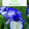 Bulbe de fleurs Iris Germanica Stepping out botanic® - 1 bulbe