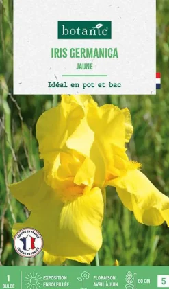 Bulbe de fleurs Iris Germanica jaune botanic® - 1 bulbe