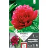 Bulbe de Pivoine herbacée Karl Rosenfield rouge