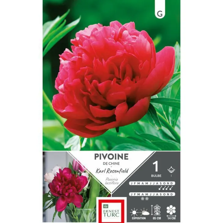 Bulbe de Pivoine herbacée Karl Rosenfield rouge