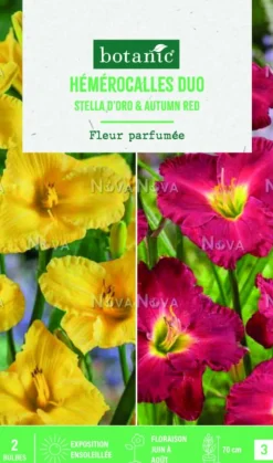 Bulbes de duo de fleurs Hémérocalles Stella d’oro / Autumn red ® - 1 bulbe