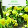 Bulbes de fleurs Bégonia Cascade jaune botanic® - 3 bulbes