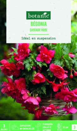 Bulbes de fleurs Bégonia Cascade rose botanic® - 3 bulbes
