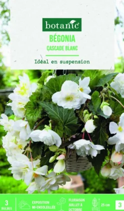 Bulbes de fleurs Bégonia Cascade blanc botanic® - 3 bulbes