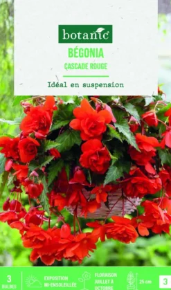 Bulbes de fleurs Bégonia Cascade rouge botanic® - 3 bulbes