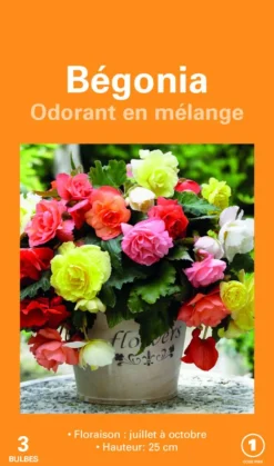 Bulbes de fleurs Bégonia Cascade Odorata en mélange botanic® – 3 bulbes